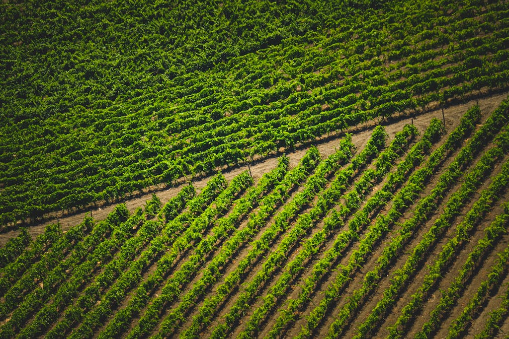 Aerial photograph showcasing neatly organized rows of green vineyards in full sunlight.